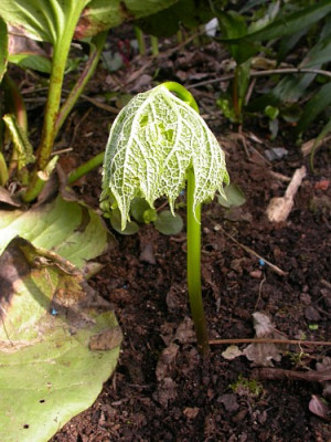 glaucidium_ohne_Blatt.jpg
