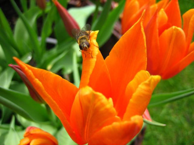 orange1.jpg