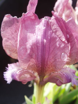 iris_suaveolens.jpg