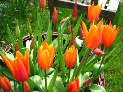 tulpen1.jpg