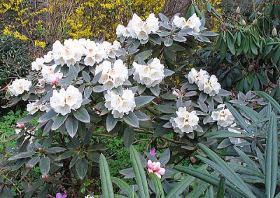 Rhododendron_pachysanthum_voll_erblueht.jpg