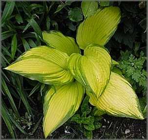 Hosta.JPG