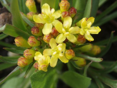 patriniasibirica.jpg