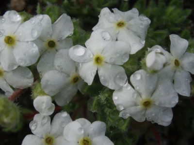 villosaarachnoidea.jpg