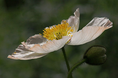 Papaver-gruenem-Hintergrund.jpg
