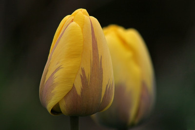 unbekannte-seidige-Tulpe.jpg