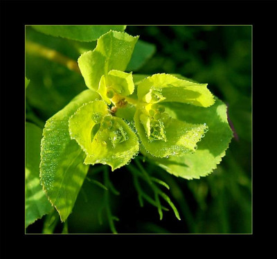 Euphorbia_1_01-05-2006.jpg