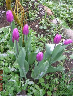 Triumphtulpe_Attila.jpg