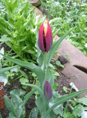 Triumphtulpe_Gavota.jpg