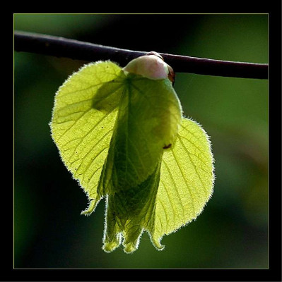 Tilia_1_01-05-2006.jpg