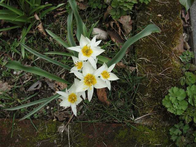 T.turkestanica.jpg