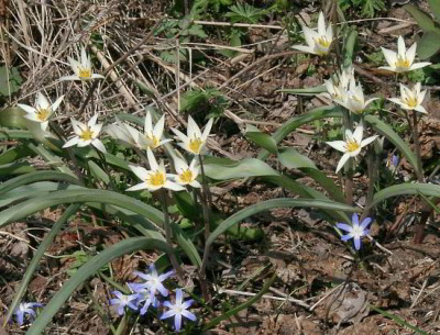 04010006_eTulipa_turkestanica.JPG