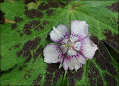 G._phaeum_David_Bromley.JPG