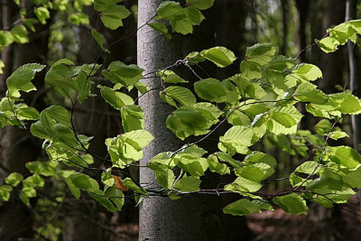 Buchenlaub-erster-Mai-1.jpg