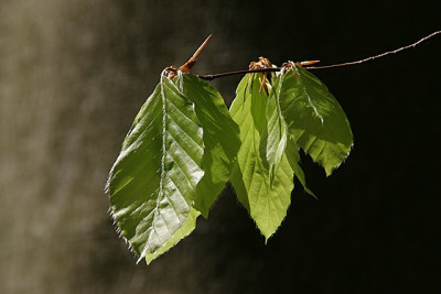 Buchenlaub-erster-Mai-2.jpg