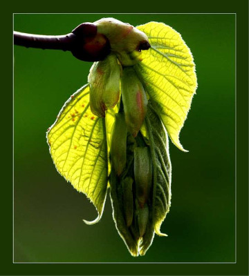 Tilia_2_01-05-2006.jpg