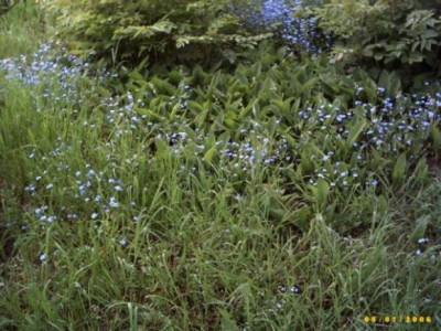 Wald_im_Garten.jpg