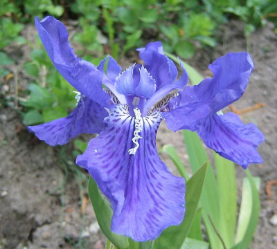 Iris_tectorum_20060501.jpg