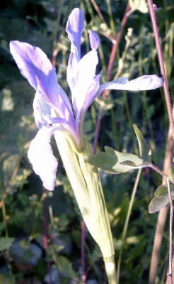 Iris22.5.jpg