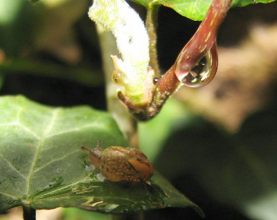 Schnecke_mit_Tropfen-1.05.06_015.jpg