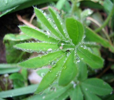 Lupine1.05.06_012.jpg