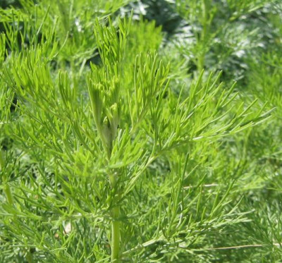 Artemisia_procera_20060530_01.jpg