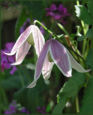 koreana_x_macrop.Columnella.JPG