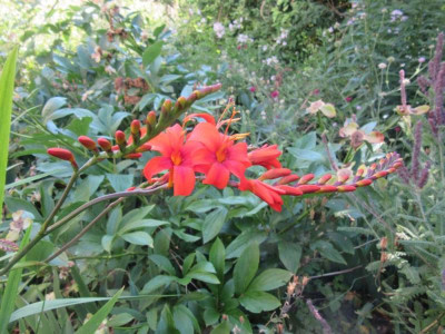 Crocosmia orange.jpg