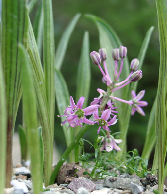 04290010_eScilla_adlamii.JPG