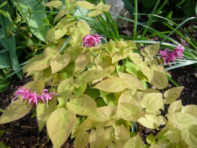 unbekanntes_Epimedium_grandiflorum_1.jpg