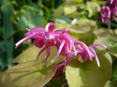 unbekanntes_Epimedium_grandiflorum_2.jpg