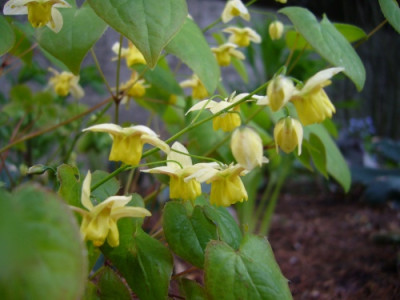 Epimedium_x_versicolor_Sulphureum.jpg