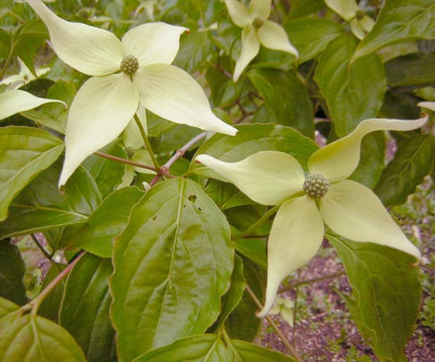 Cornus_kousa_Moonbeam.jpg