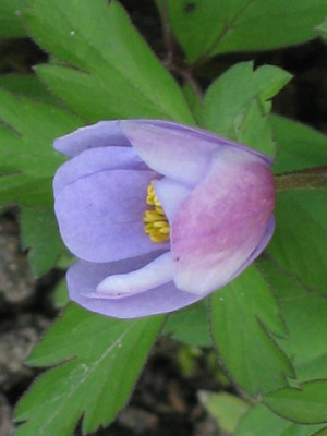Anemone_nem._Robinsoniana_01571.jpg