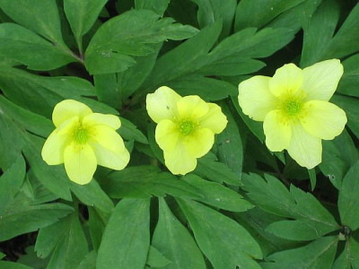 Anemone_nem._hellgelb_0164.jpg