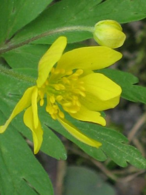 Anemone_fragl.2_0112.jpg