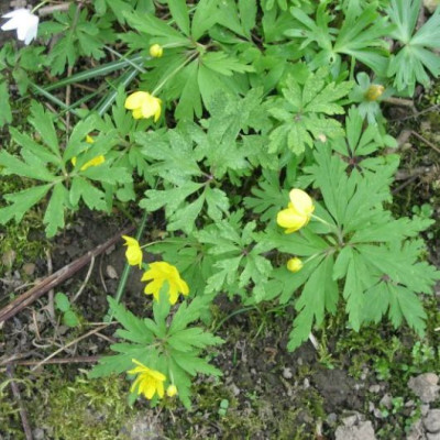 Anemone_fragl.012.jpg