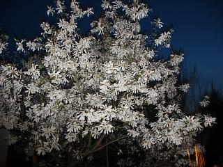 IMG_0448.JPG