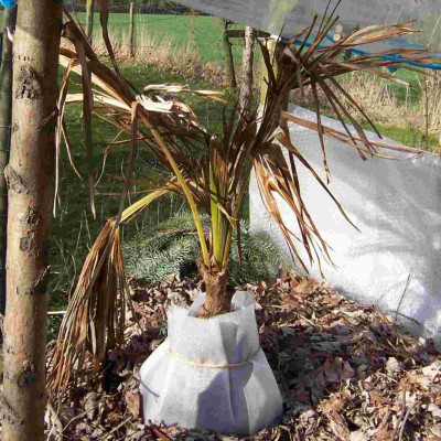 Palme3_2006_80.jpg