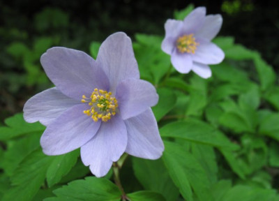 Blue_Bonnet0501k.jpg