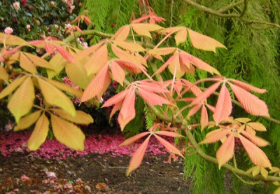 77Aesculus_negl_Erythroblastos_L.jpg