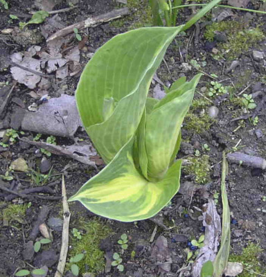 Hosta_Dream_WeaverRimg0241.JPG