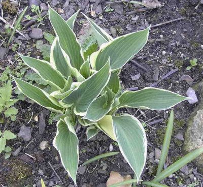Hosta_El_NinoRimg0239.JPG
