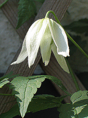 clematis_macrop1.jpg