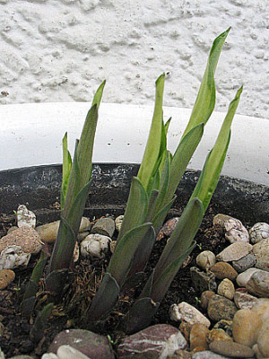hosta_schneefeder.jpg