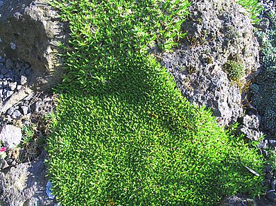 Minuartia_parnassica_fars.jpg