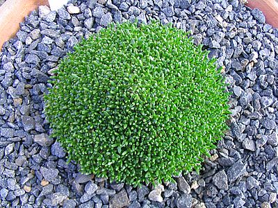 Gypsophila_aretioides_fars.jpg