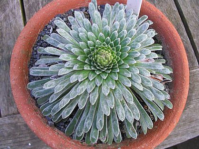 Saxifraga_longifolia_fars.jpg