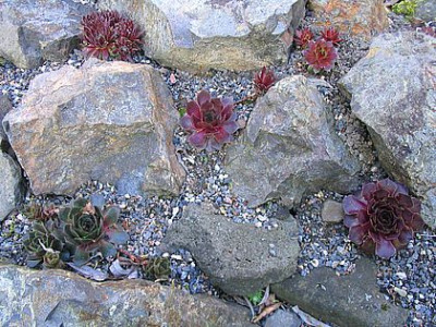 Kleine_Sempervivum_Sammlung.jpg