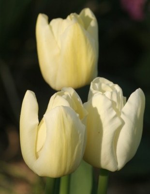 tulipa_cheers_3139.jpg